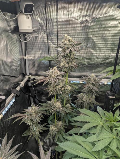 Zhampagne - Compound Genetics. Week 11