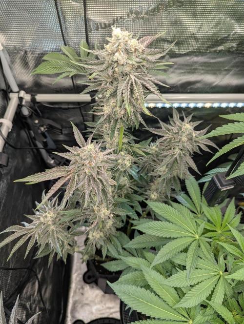 Zhampagne - Compound Genetics. Week 11