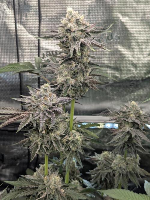 Zhampagne - Compound Genetics. Week 11