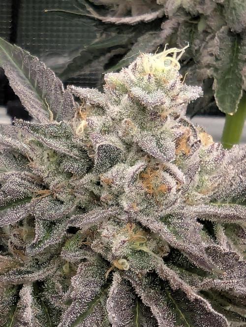 Zhampagne - Compound Genetics. Week 11