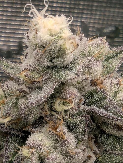 Zhampagne - Compound Genetics. Week 11