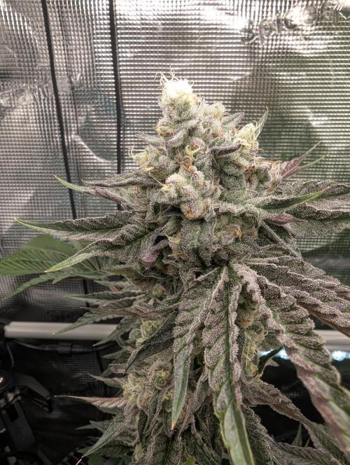 Zhampagne - Compound Genetics. Week 11