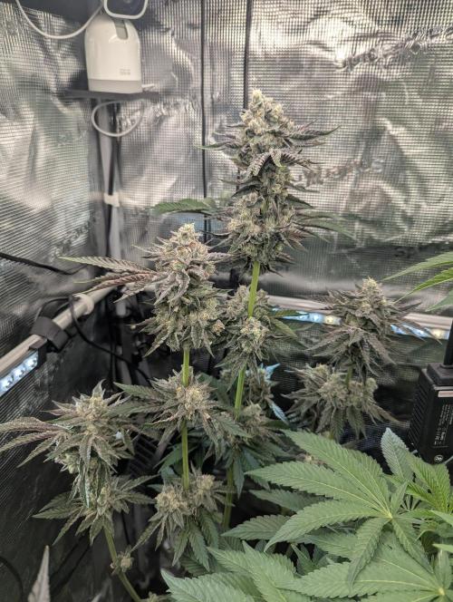 Zhampagne - Compound Genetics. Week 11