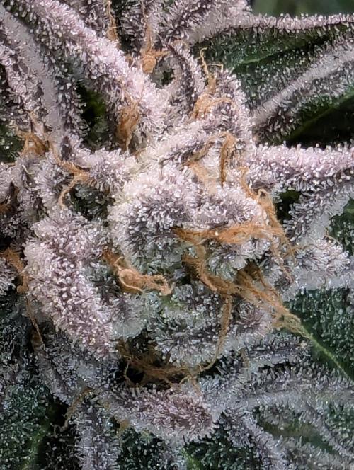 ZodaZa - Umami. Week 12