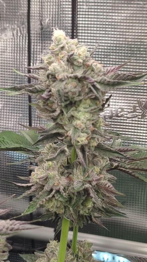 Zhampagne - Compound Genetics
