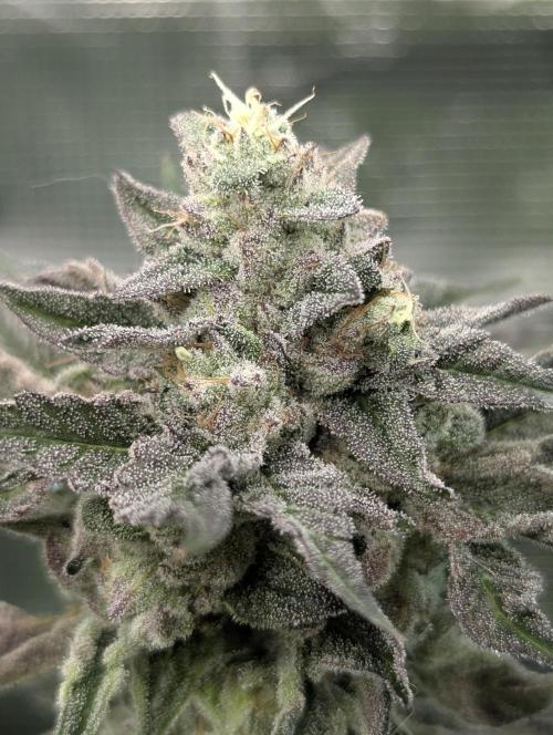 Zhampagne - Compound Genetics. Week 11