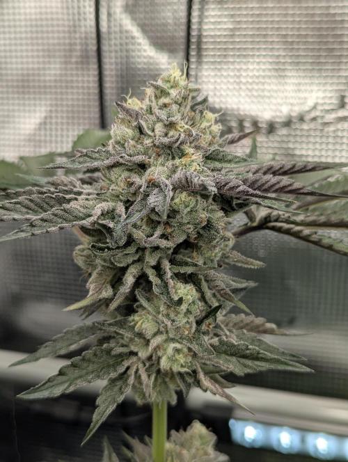 Zhampagne - Compound Genetics. Week 11