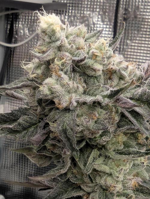 Zhampagne - Compound Genetics. Week 11