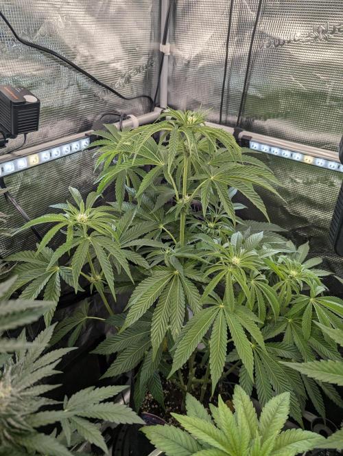 ZkyscraperZ - N.Y.Ceeds. Week 8