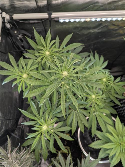 ZkyscraperZ - N.Y.Ceeds. Week 8