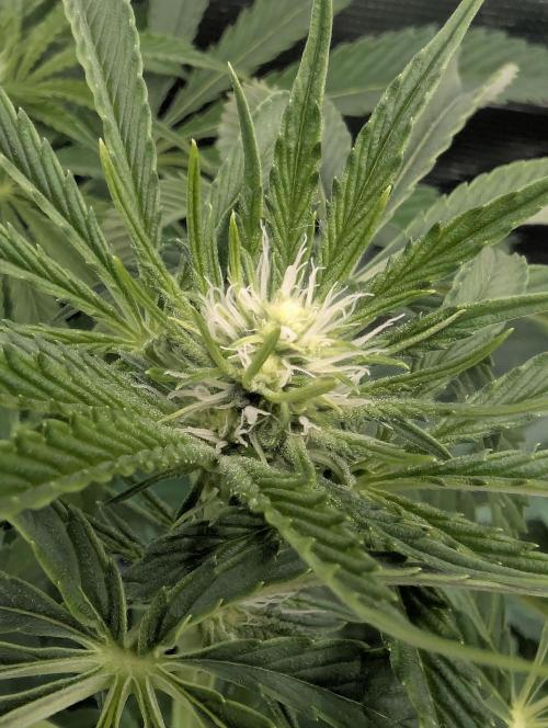 ZkyscraperZ - N.Y.Ceeds. Week 8