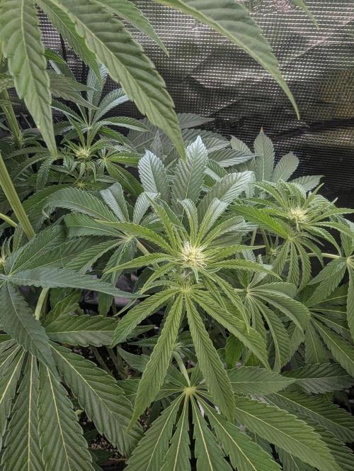 ZkyscraperZ - N.Y.Ceeds. Week 8