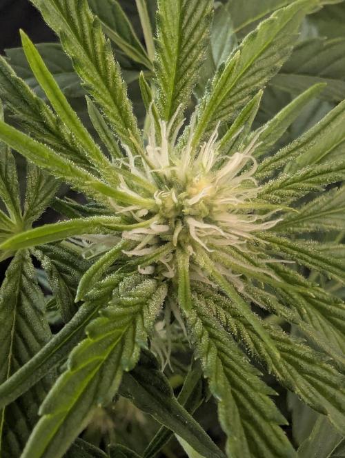 ZkyscraperZ - N.Y.Ceeds. Week 8