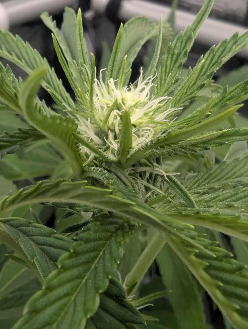 ZkyscraperZ - N.Y.Ceeds. Week 8