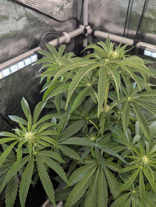 ZkyscraperZ - N.Y.Ceeds. Week 8