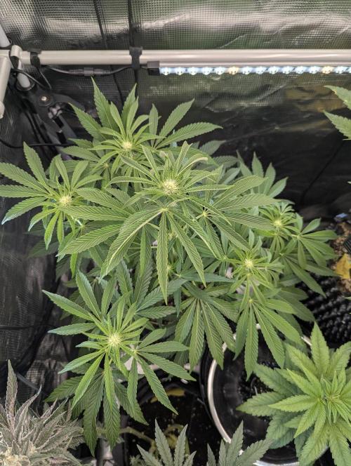 ZkyscraperZ - N.Y.Ceeds. Week 8
