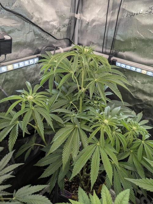 ZkyscraperZ - N.Y.Ceeds. Week 8