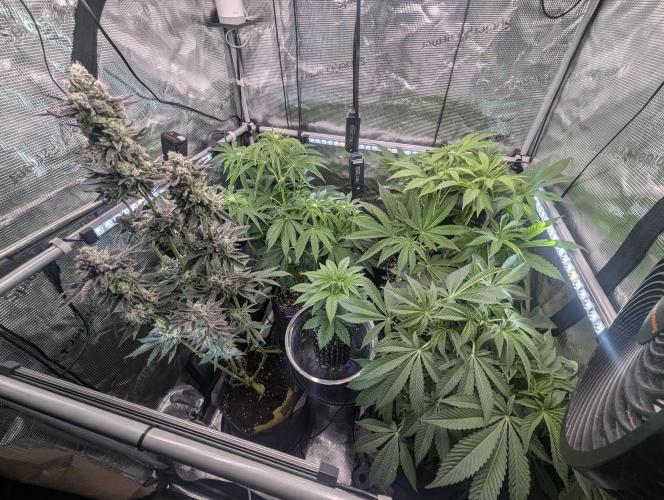 ZkyscraperZ - N.Y.Ceeds. Week 8