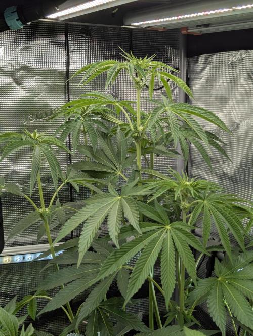ZkyscraperZ - N.Y.Ceeds. Week 8