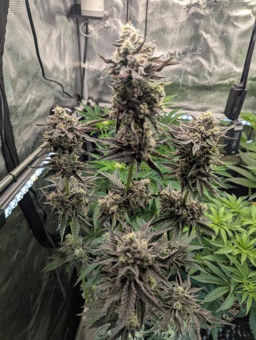 Zhampagne - Compound Genetics. Week 11