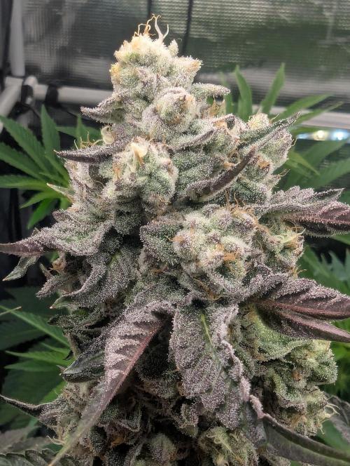 Zhampagne - Compound Genetics. Week 11