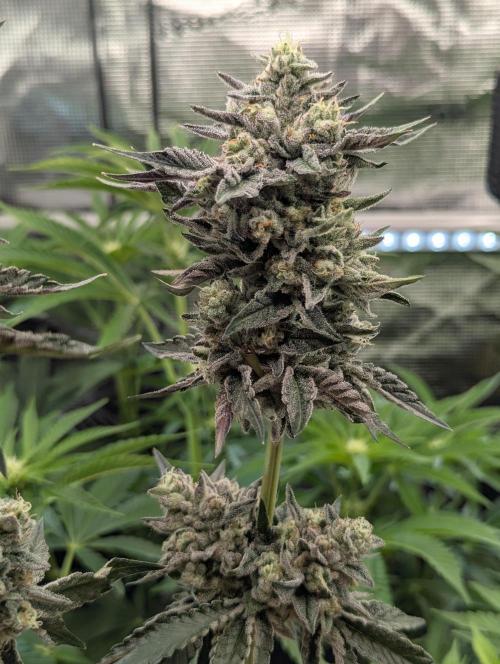 Zhampagne - Compound Genetics. Week 11