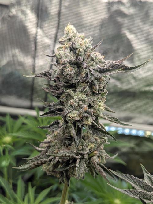 Zhampagne - Compound Genetics. Week 11