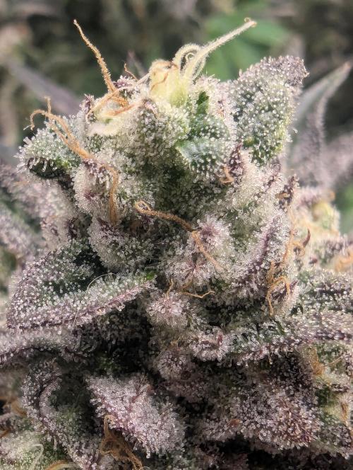 Zhampagne - Compound Genetics. Week 11