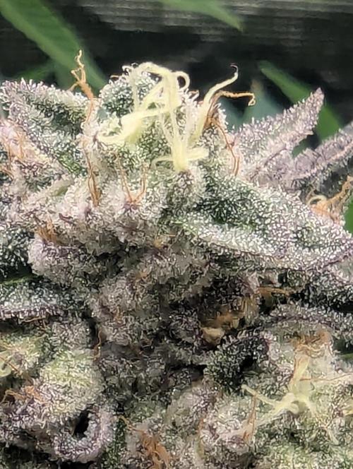 Zhampagne - Compound Genetics. Week 11