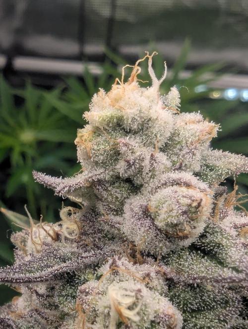 Zhampagne - Compound Genetics. Week 11
