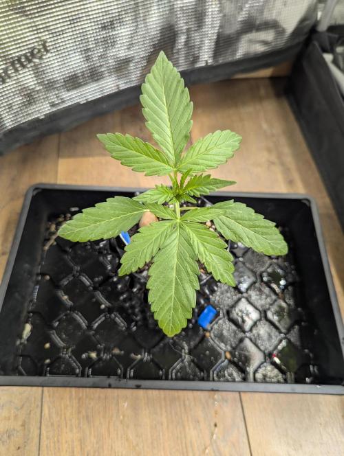 Toad Venum Auto - Growers Choice. Week 2