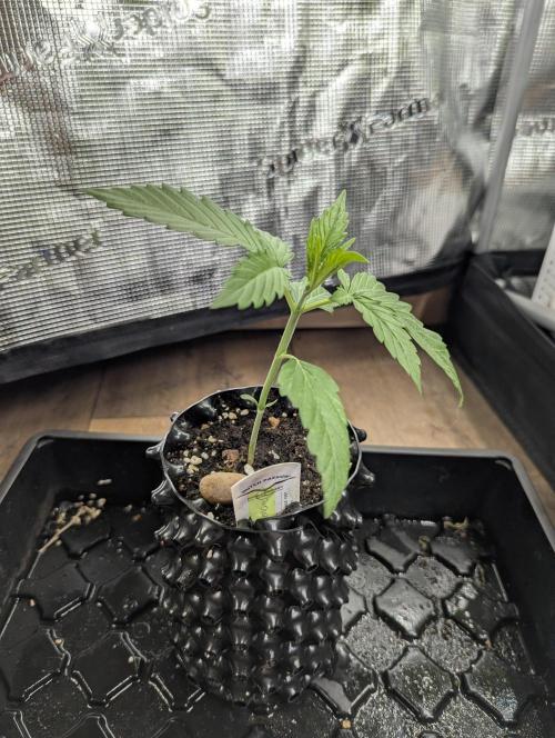 Toad Venum Auto - Growers Choice. Week 2