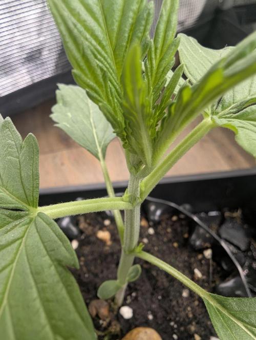 Toad Venum Auto - Growers Choice. Week 2