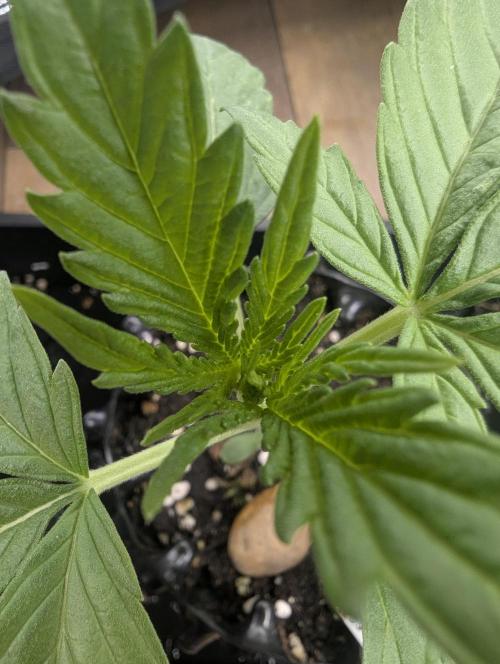 Toad Venum Auto - Growers Choice. Week 2