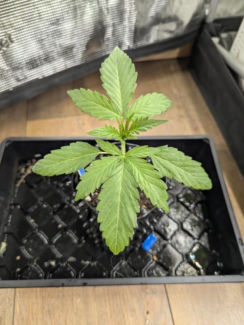 Toad Venum Auto - Growers Choice. Week 2
