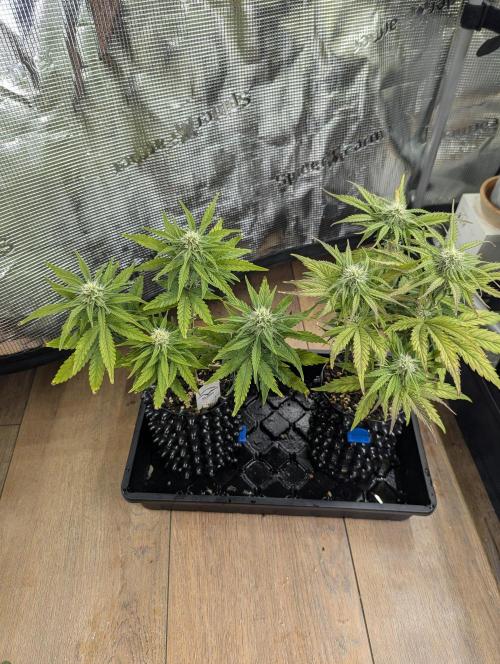 Micro Grow Q126. Week 6