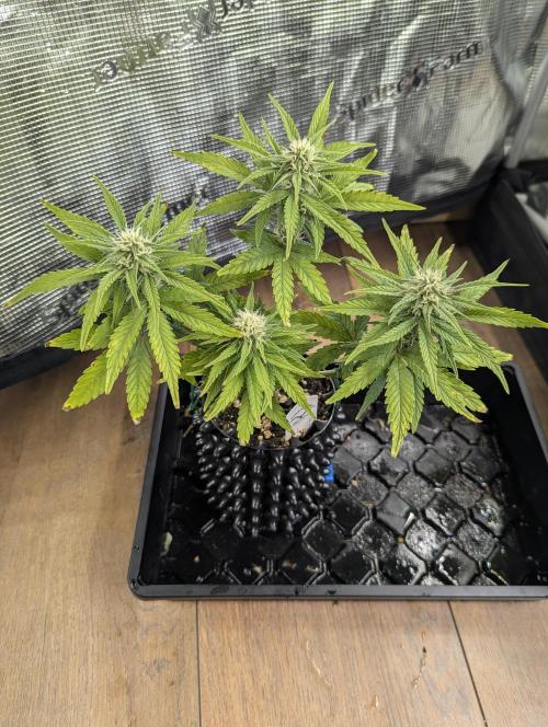 Micro Grow Q126. Week 6