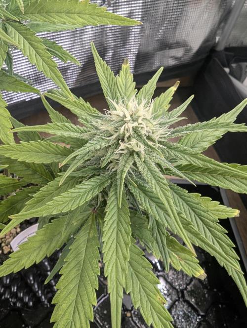 Micro Grow Q126. Week 6