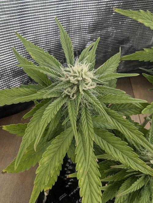 Micro Grow Q126. Week 6