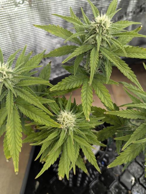 Micro Grow Q126. Week 6
