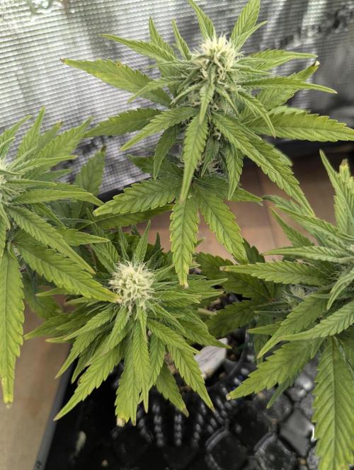 Micro Grow Q126. Week 6
