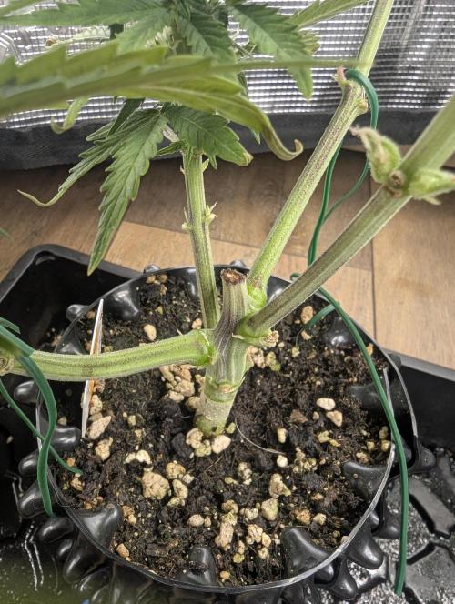 Micro Grow Q126. Week 6