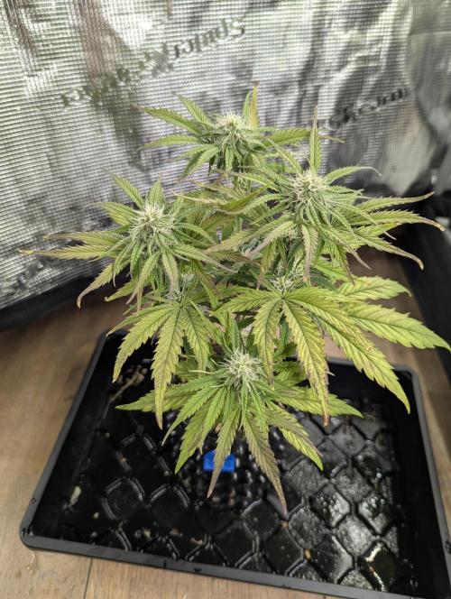 Micro Grow Q126. Week 6