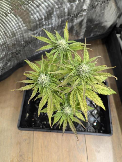 Micro Grow Q126. Week 6