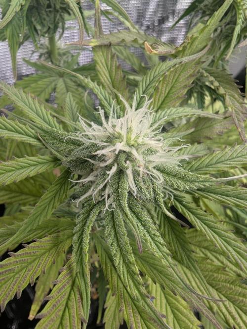 Micro Grow Q126. Week 6