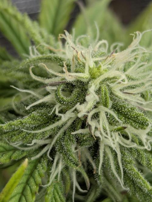 Micro Grow Q126. Week 6