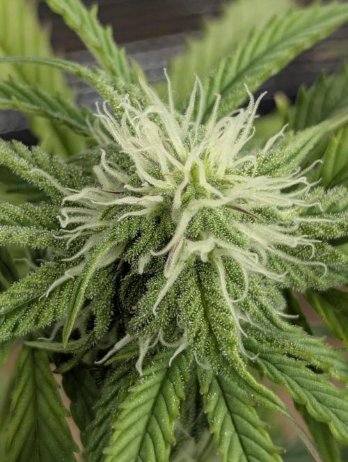 Micro Grow Q126. Week 6