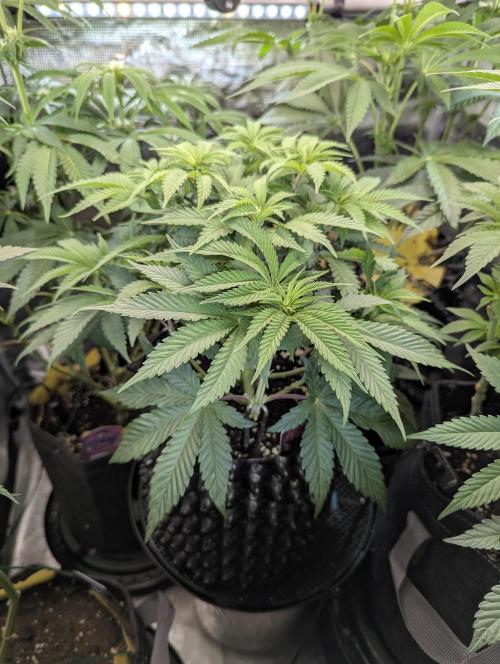 Glue 31 - Compound Genetics. Week 6