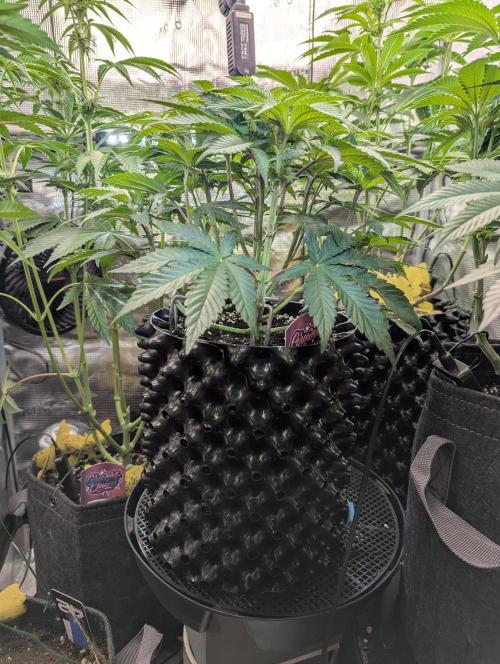 Glue 31 - Compound Genetics. Week 6