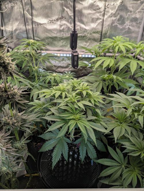 Glue 31 - Compound Genetics. Week 6